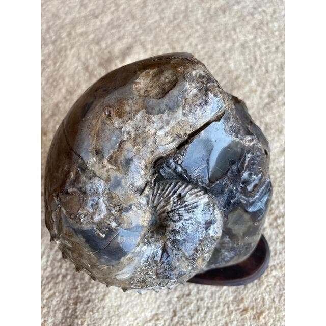 鑑賞石　アンモナイト　化石