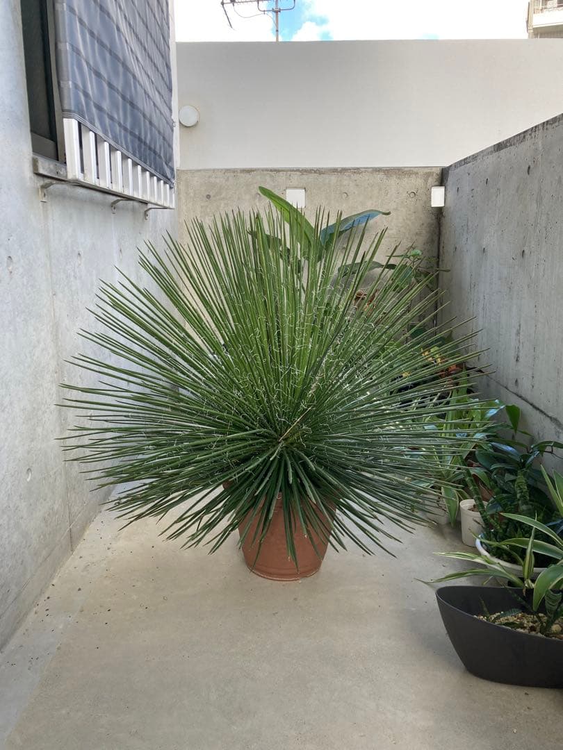 超特大　ジェミニフローラ（ゲミニフローラ）鉢底から90cm 幅90cm アガベ