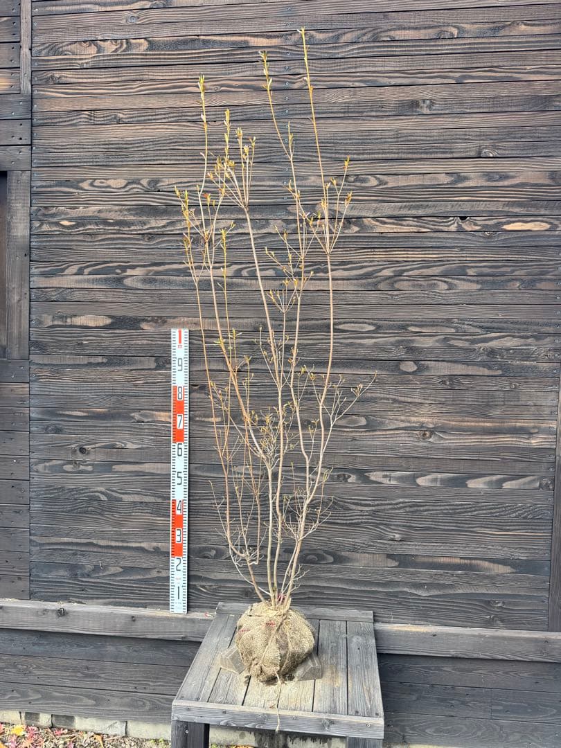 ヤマツツジ/自然樹形【現品発送】管理70884