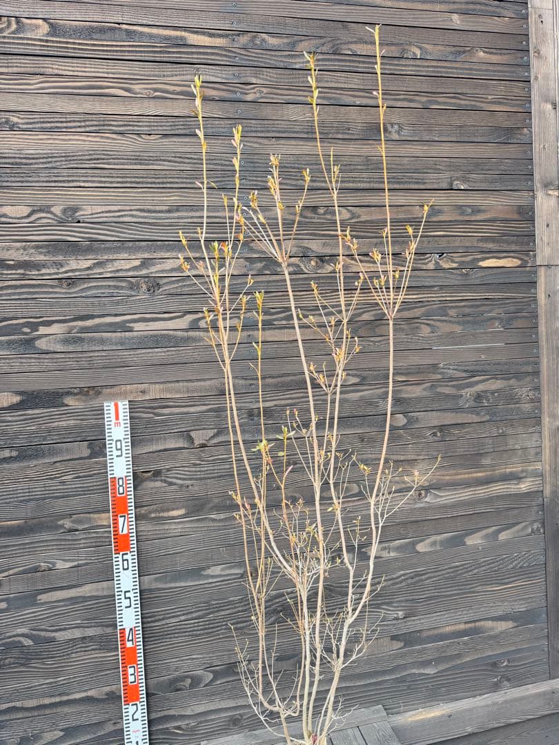 ヤマツツジ/自然樹形【現品発送】管理70884