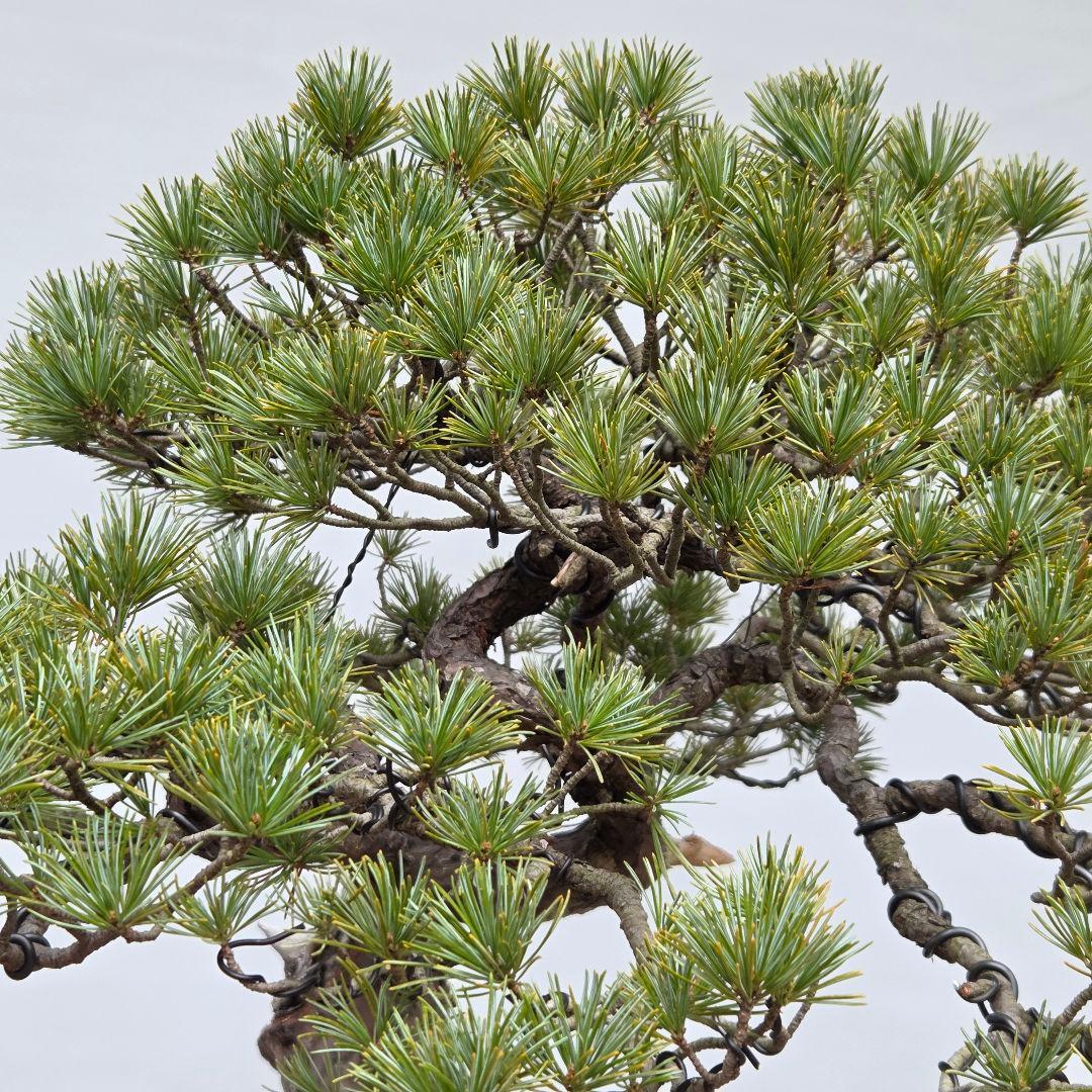 五葉松　[曲変わり木]　大品盆栽