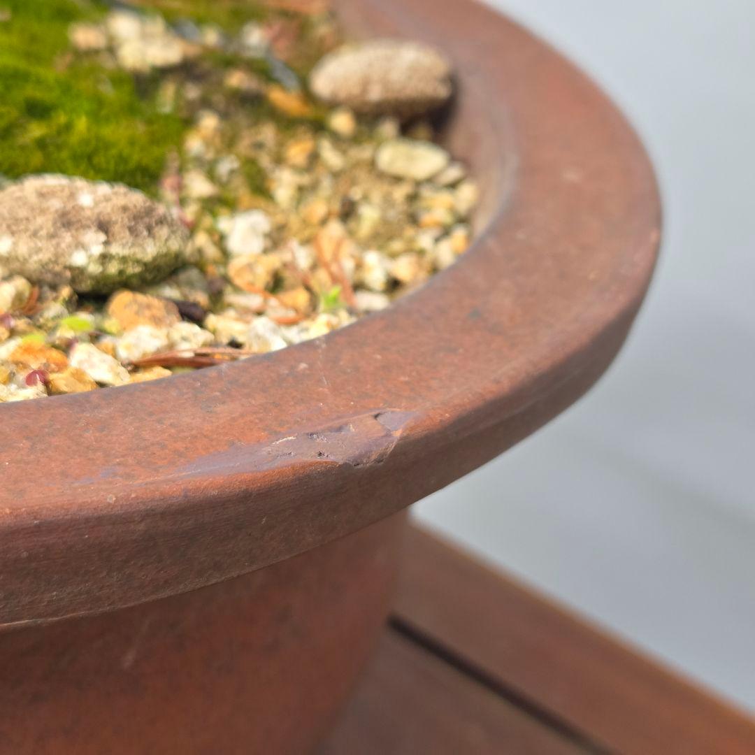 五葉松　[曲変わり木]　大品盆栽