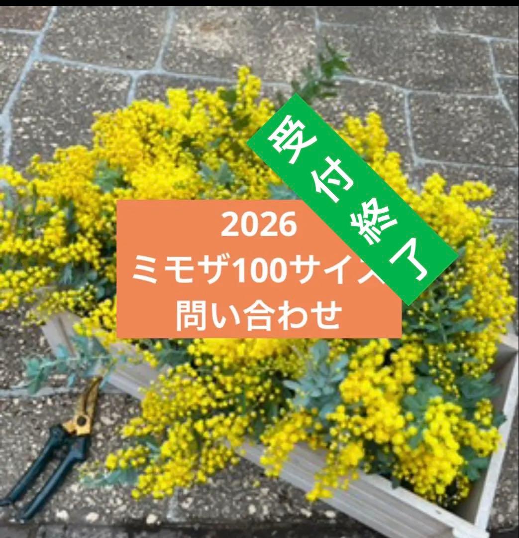 フレッシュミモザ　100サイズ リース　花材