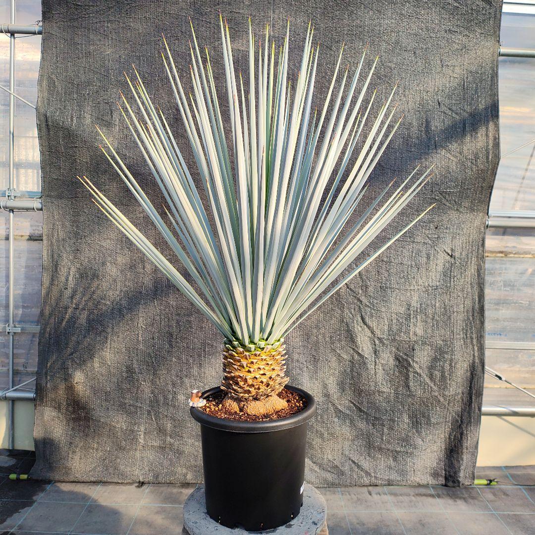 ユッカ リギダ Hybrid