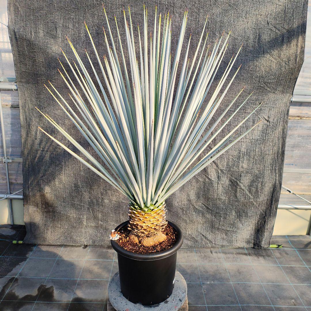 ユッカ リギダ Hybrid