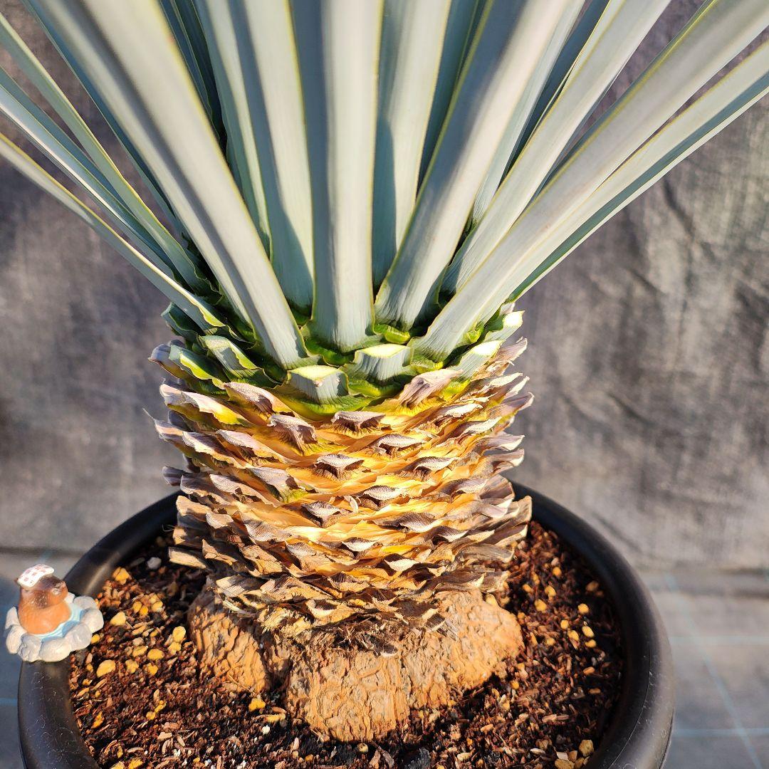 ユッカ リギダ Hybrid