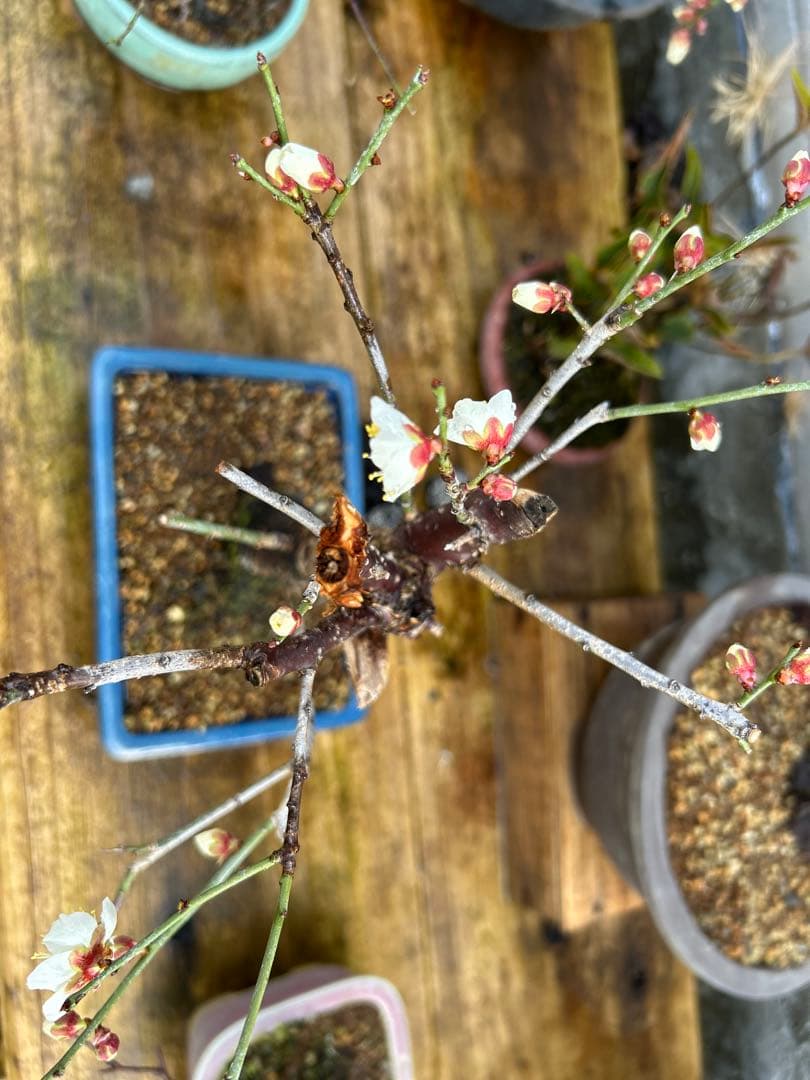 梅盆栽 中型 青色鉢 開花中　小品盆栽