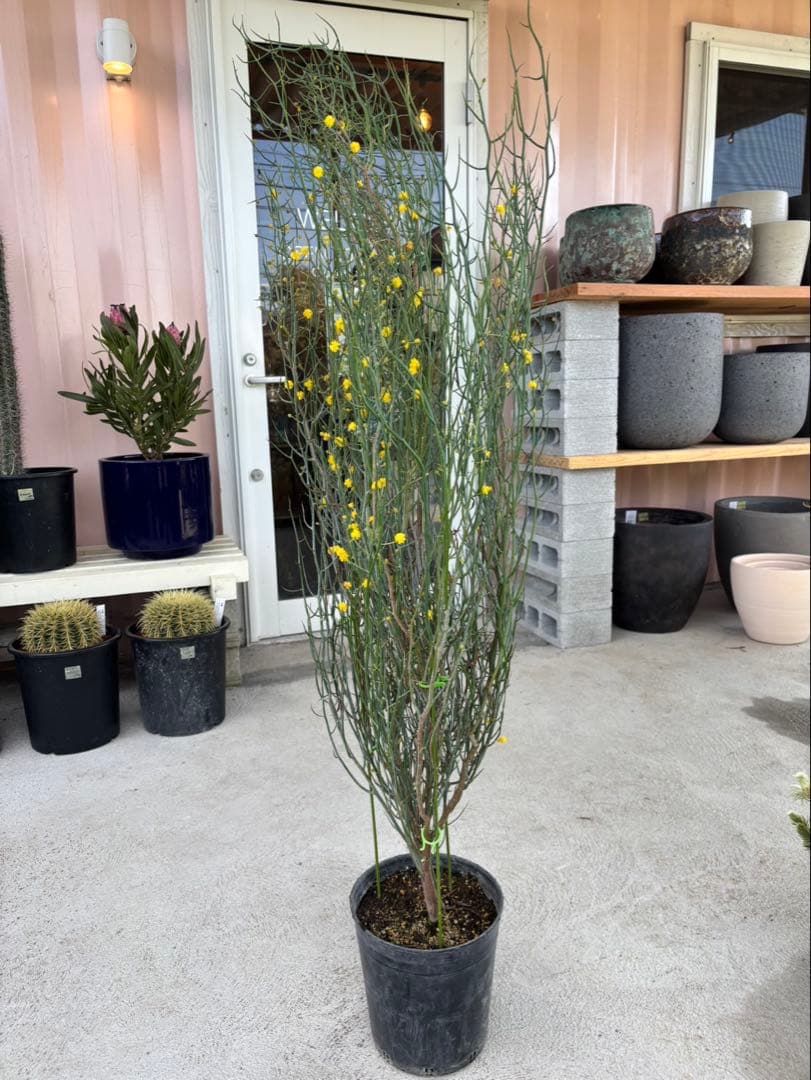 アカシア　スピネセンス　スピニーワトル　特大株