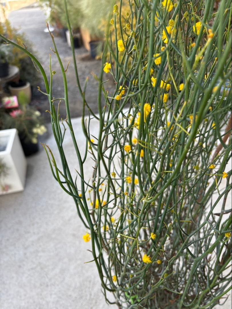 アカシア　スピネセンス　スピニーワトル　特大株