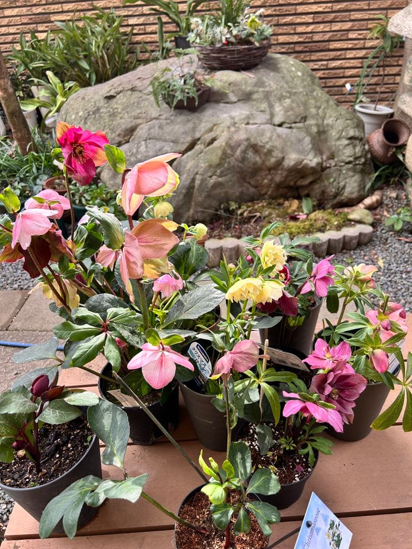 クリスマスローズ 雪の妖精 ケイティ　鉢植え