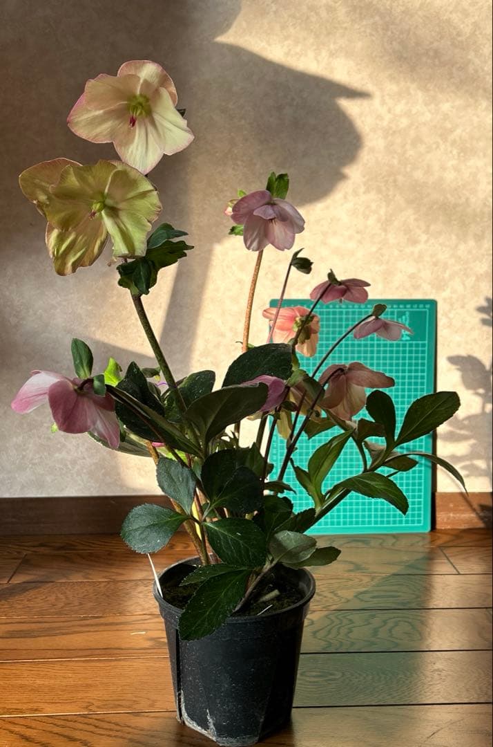 クリスマスローズ 雪の妖精 ケイティ　鉢植え