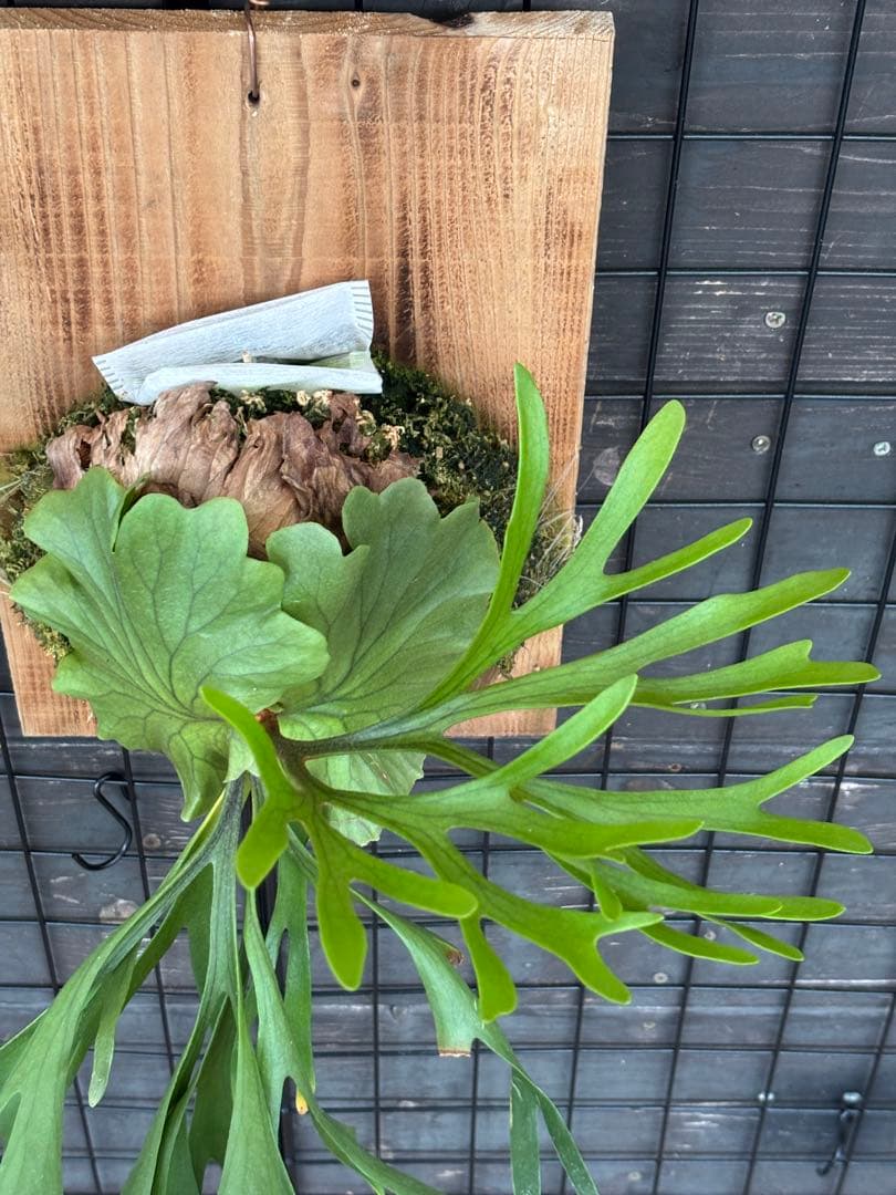 [現品•美株] 細葉Mt.Kitshakoodキッチャクード 国内管理　リドレイ