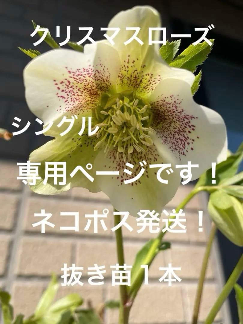 hitomiページです♪クリスマスローズ3点と水仙球根65個以上♪