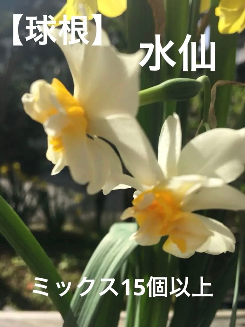 hitomiページです♪クリスマスローズ3点と水仙球根65個以上♪