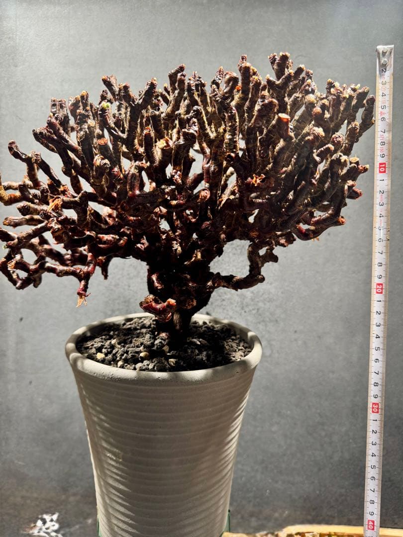 ペラルゴニウム　ミラビレ(大株良型)枝振り枝密度最高、微発根