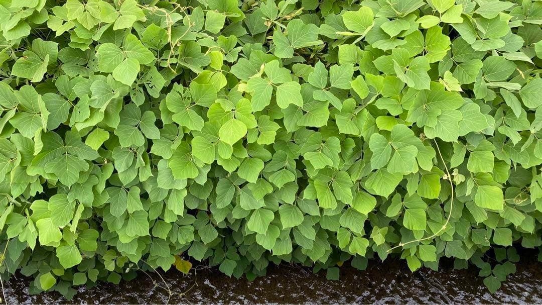 KUZU-65 葛糸*10kg　くず糸　撚り糸　手編み・手織り用糸　ラオス産