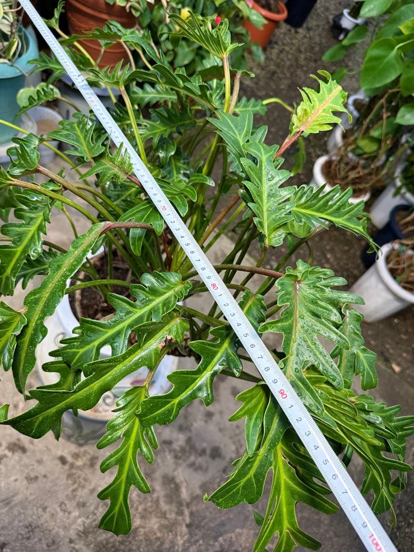 【特級品】フィロデンドロン クッカバラ 根上り 幹立ち 幹上がり 特大極上株