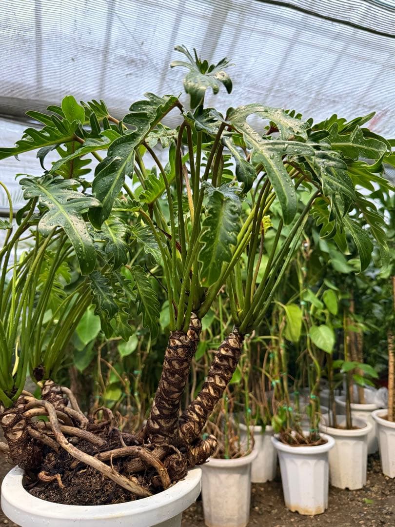 【特級品】フィロデンドロン クッカバラ 根上り 幹立ち 幹上がり 特大極上株