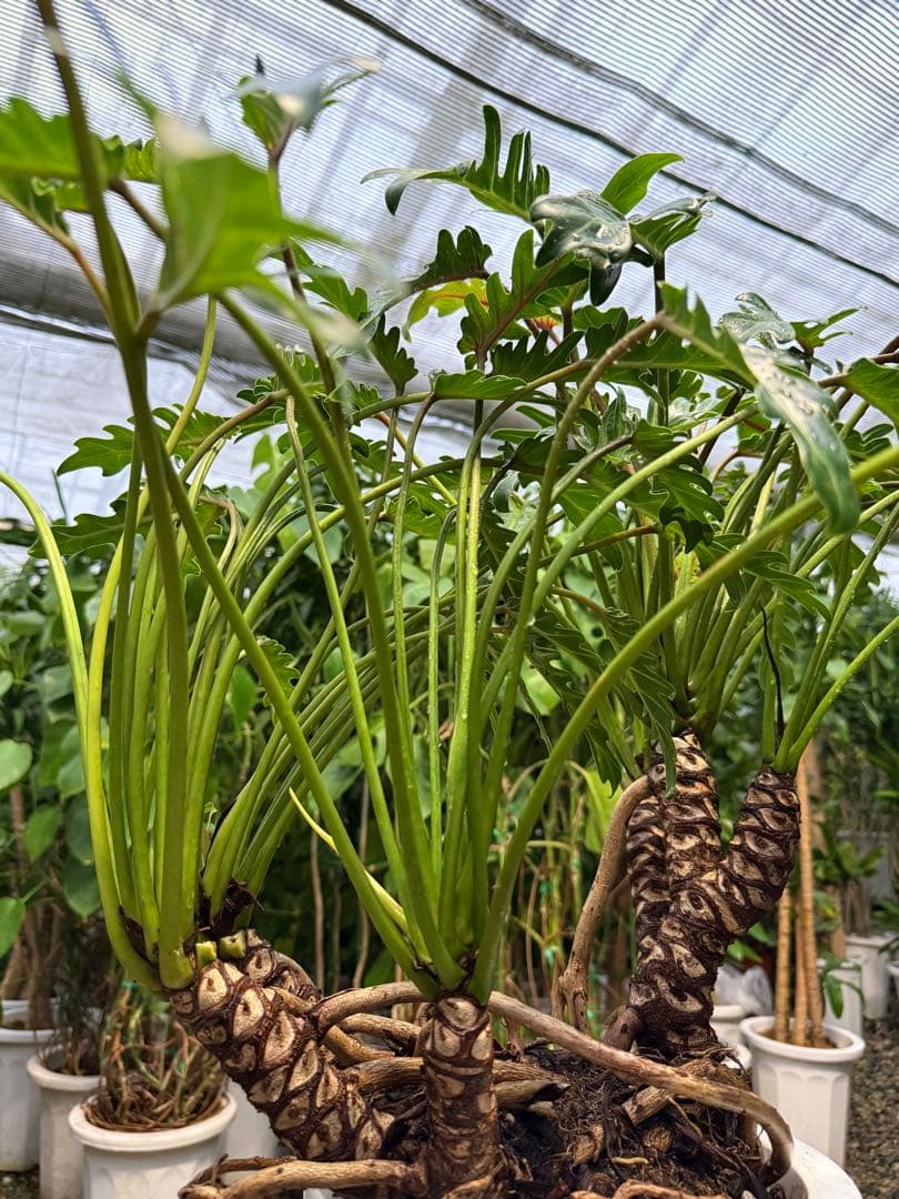 【特級品】フィロデンドロン クッカバラ 根上り 幹立ち 幹上がり 特大極上株