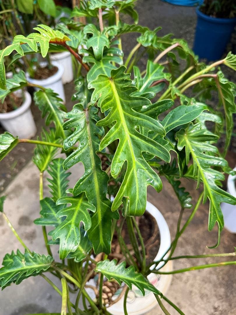 【特級品】フィロデンドロン クッカバラ 根上り 幹立ち 幹上がり 特大極上株