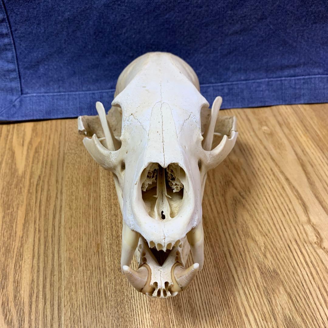 クマ　熊　月輪熊　頭蓋骨　deer skull 【薬剤不使用】