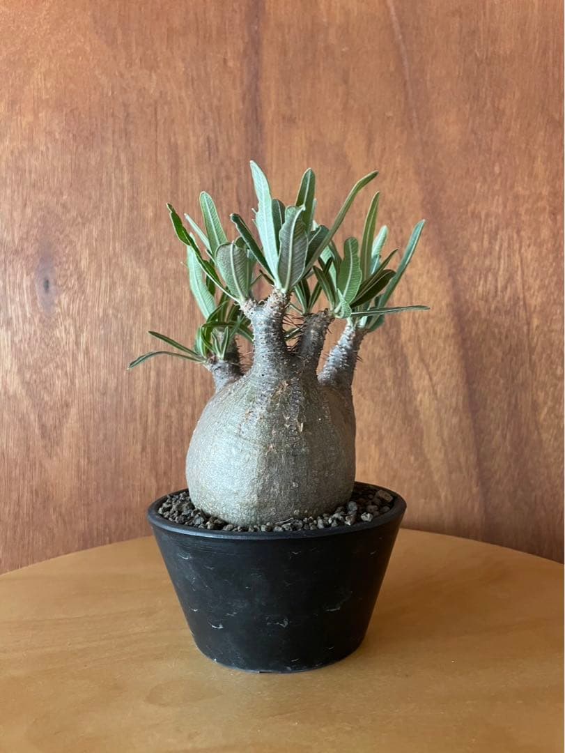 グラキリス　中　現地球