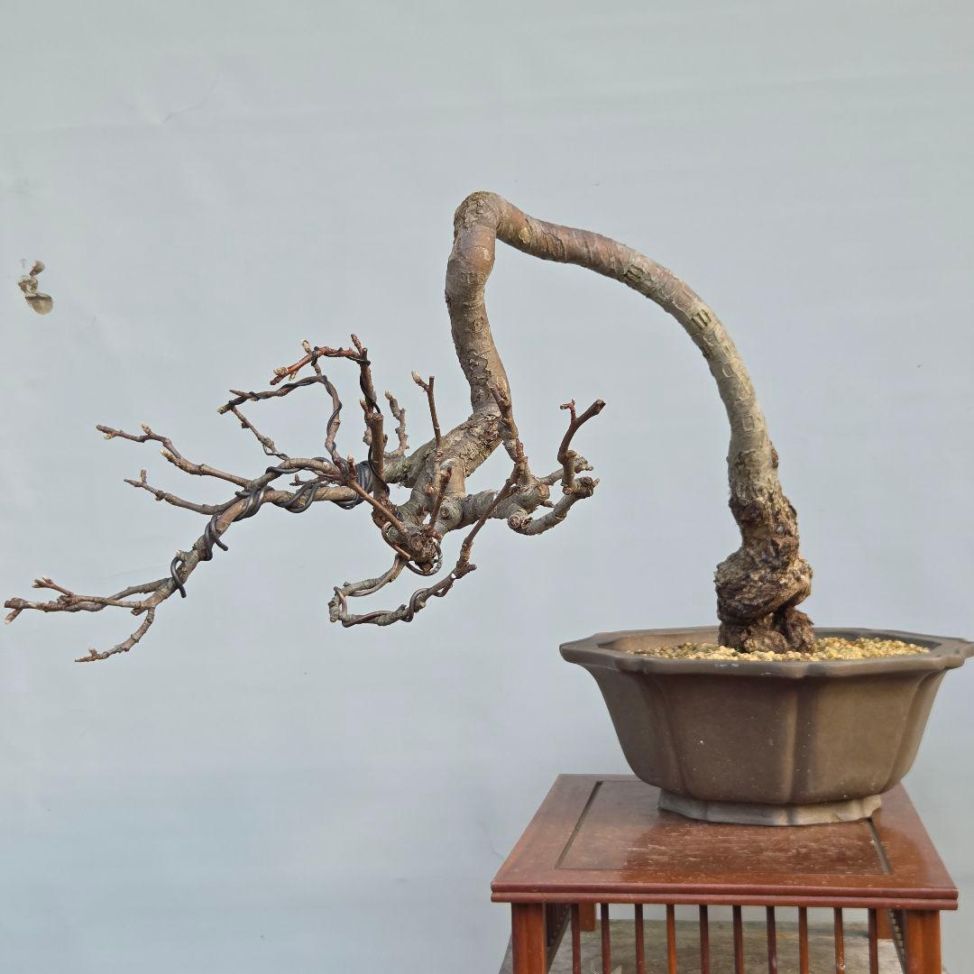 乙女りんご(アルプス乙女)　[半懸崖]　大品盆栽