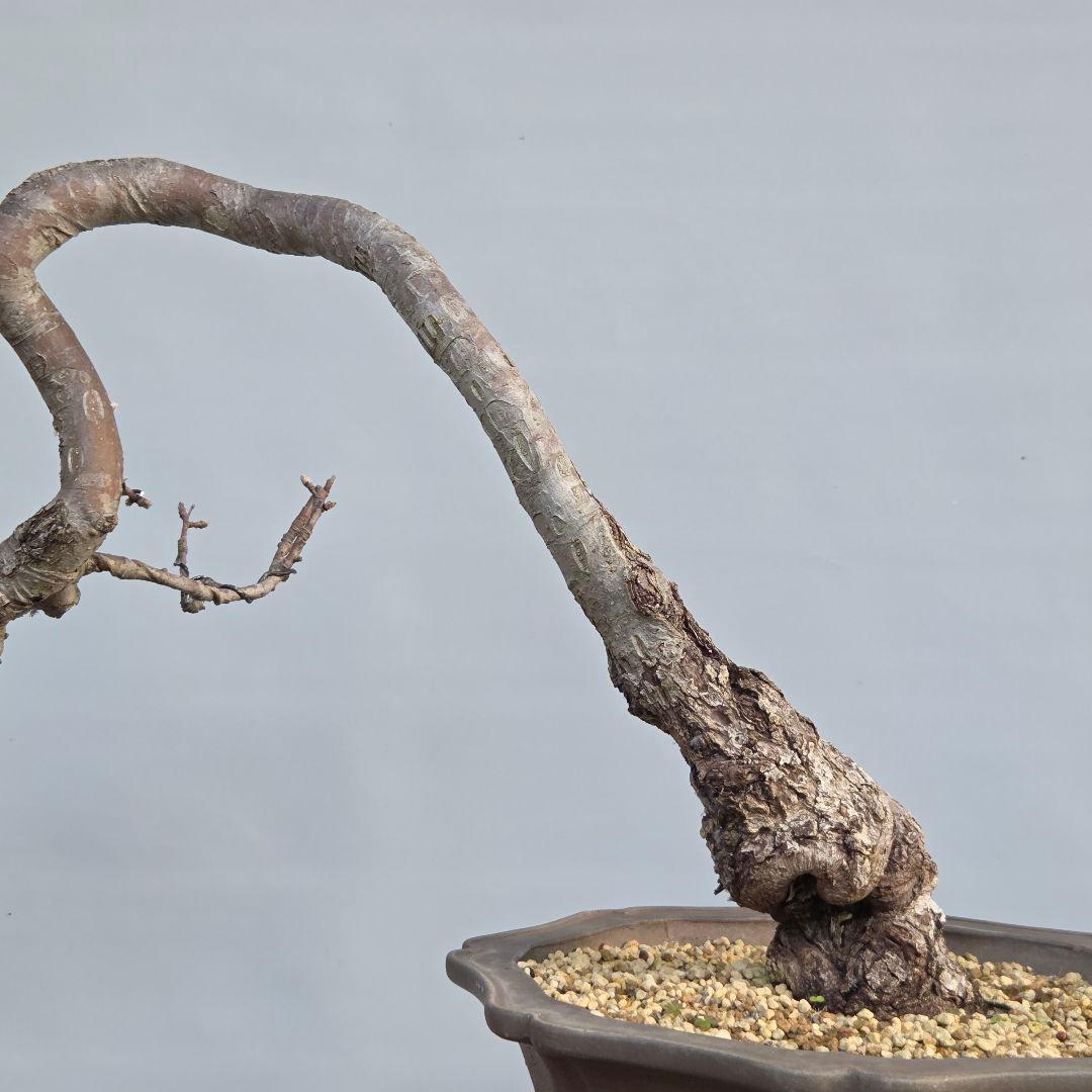 乙女りんご(アルプス乙女)　[半懸崖]　大品盆栽