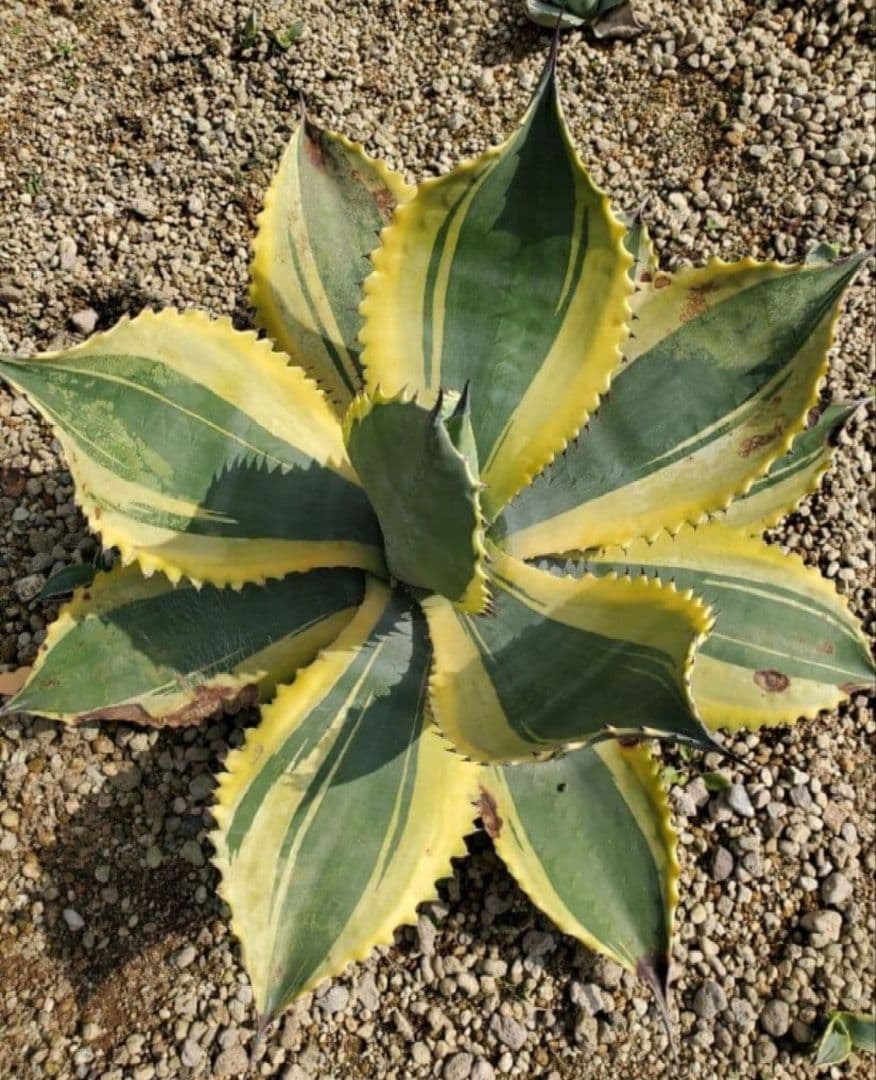 アガベ　リップルエフェクト　ワイド葉　良血統　子株