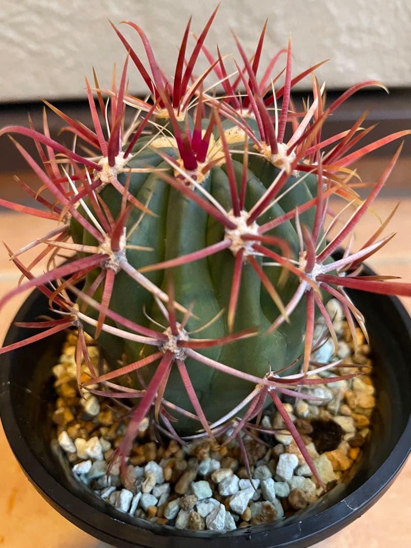 サボテン　美株　フェロカクタス　強赤棘　神仙玉