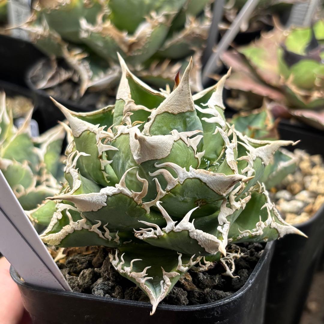 アガベ　大白鯊　ホホジロザメ　子株　Lize血統