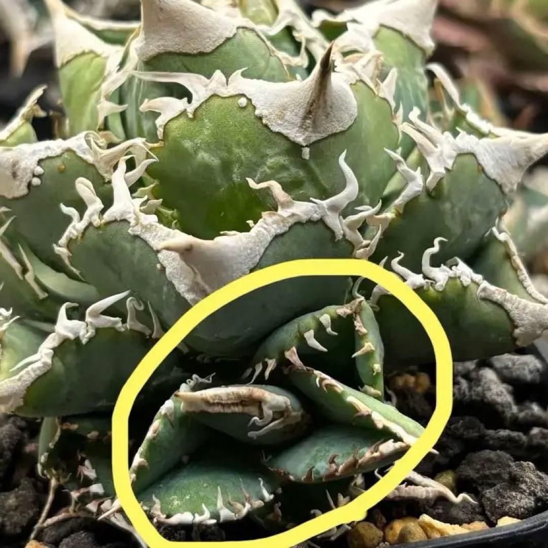 アガベ　大白鯊　ホホジロザメ　子株　Lize血統