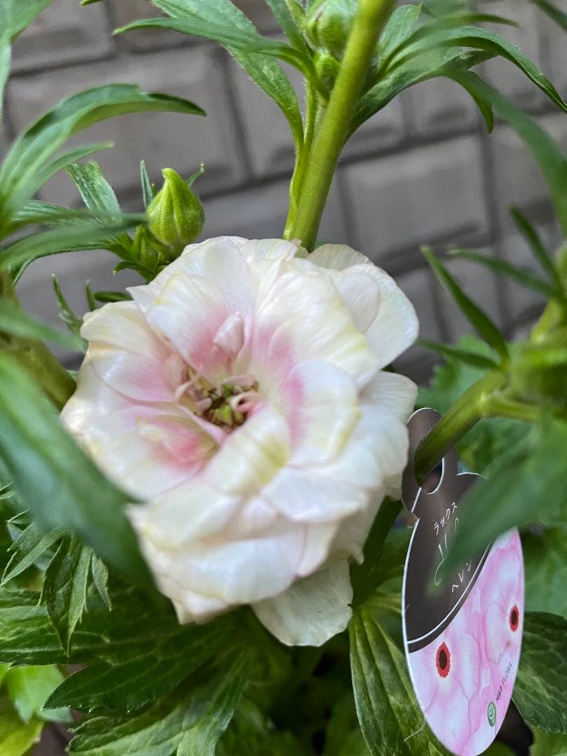 ラナンキュラスラックス苗.ヘレン．5号鉢ごと，来季用