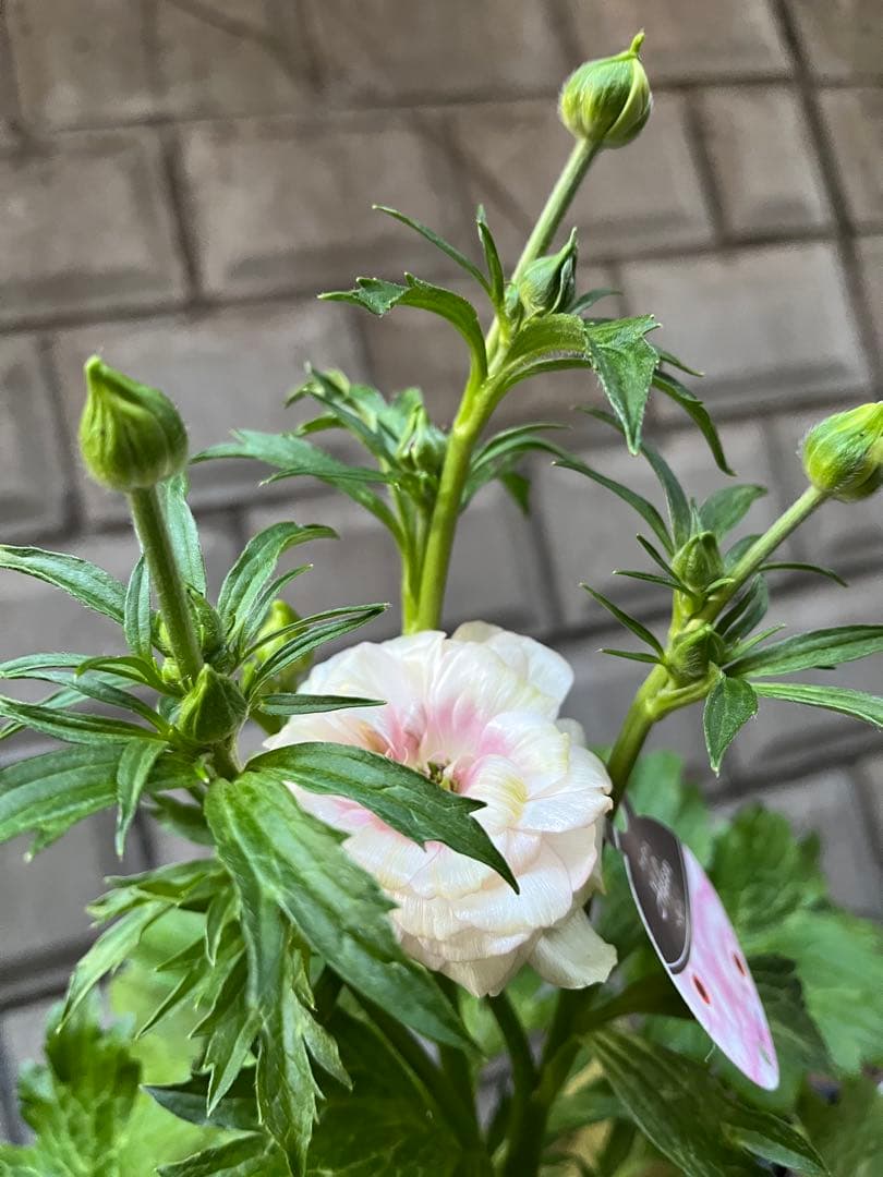 ラナンキュラスラックス苗.ヘレン．5号鉢ごと，来季用