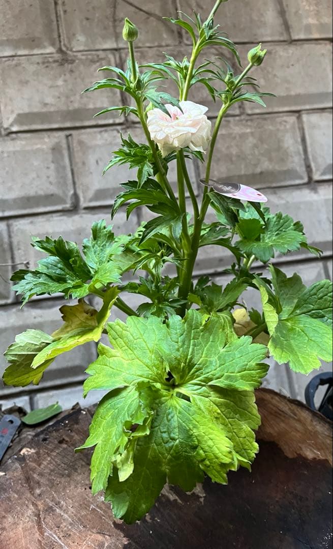 ラナンキュラスラックス苗.ヘレン．5号鉢ごと，来季用