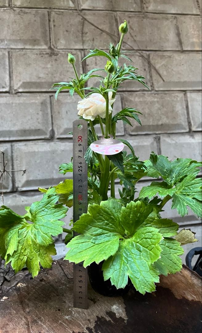 ラナンキュラスラックス苗.ヘレン．5号鉢ごと，来季用