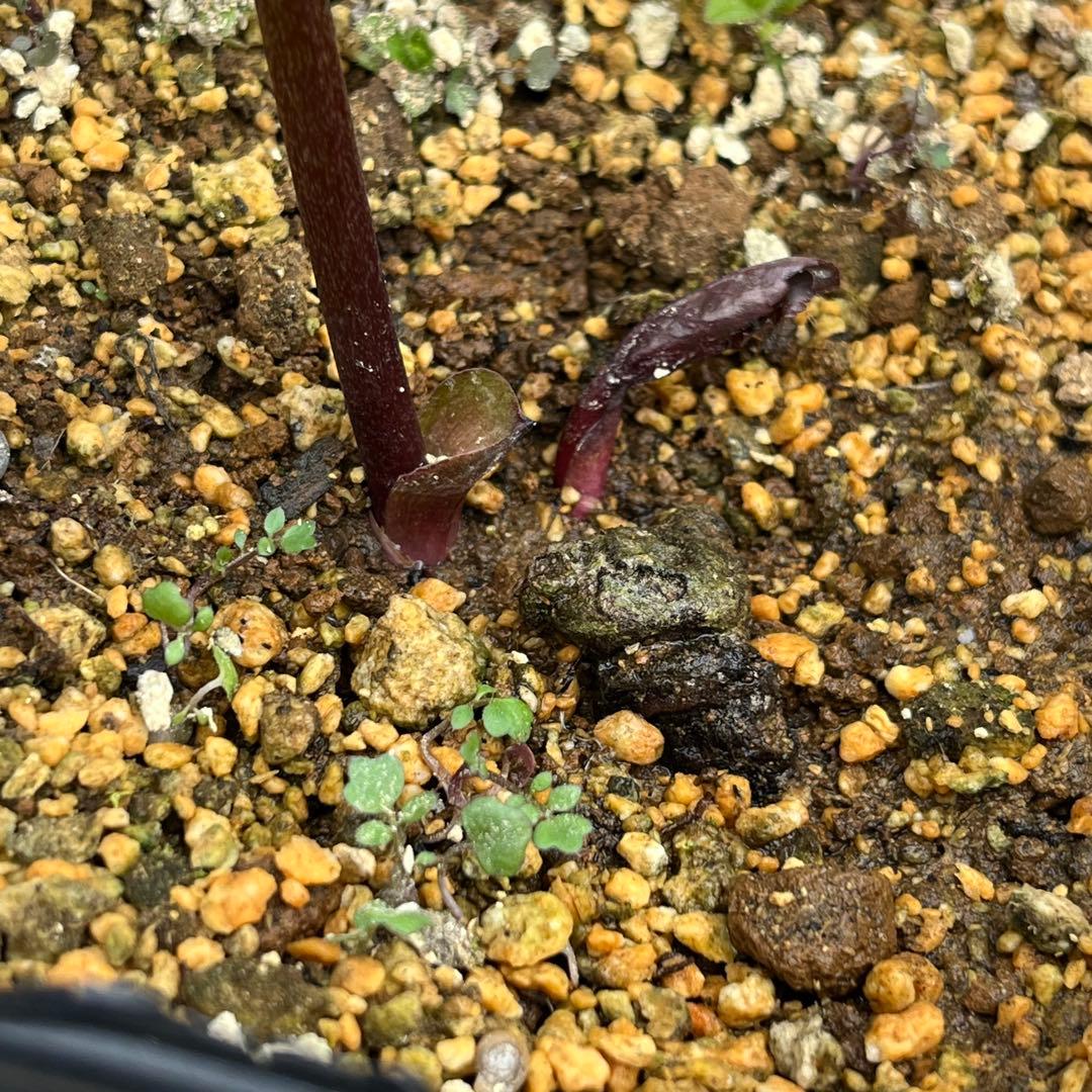 樹梨♡　メルカリ便 ❤️スペシャル価格❤️3143 【Ashwood 】【P