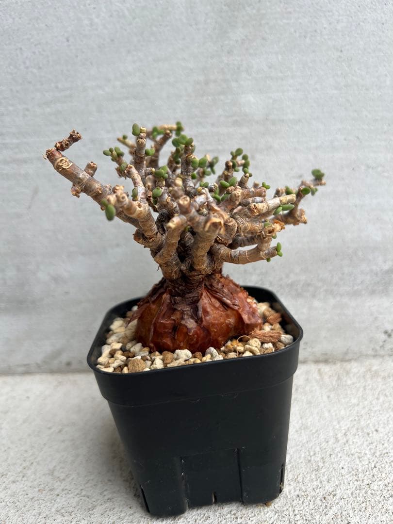 発根済　ケラリアピグマエア 11