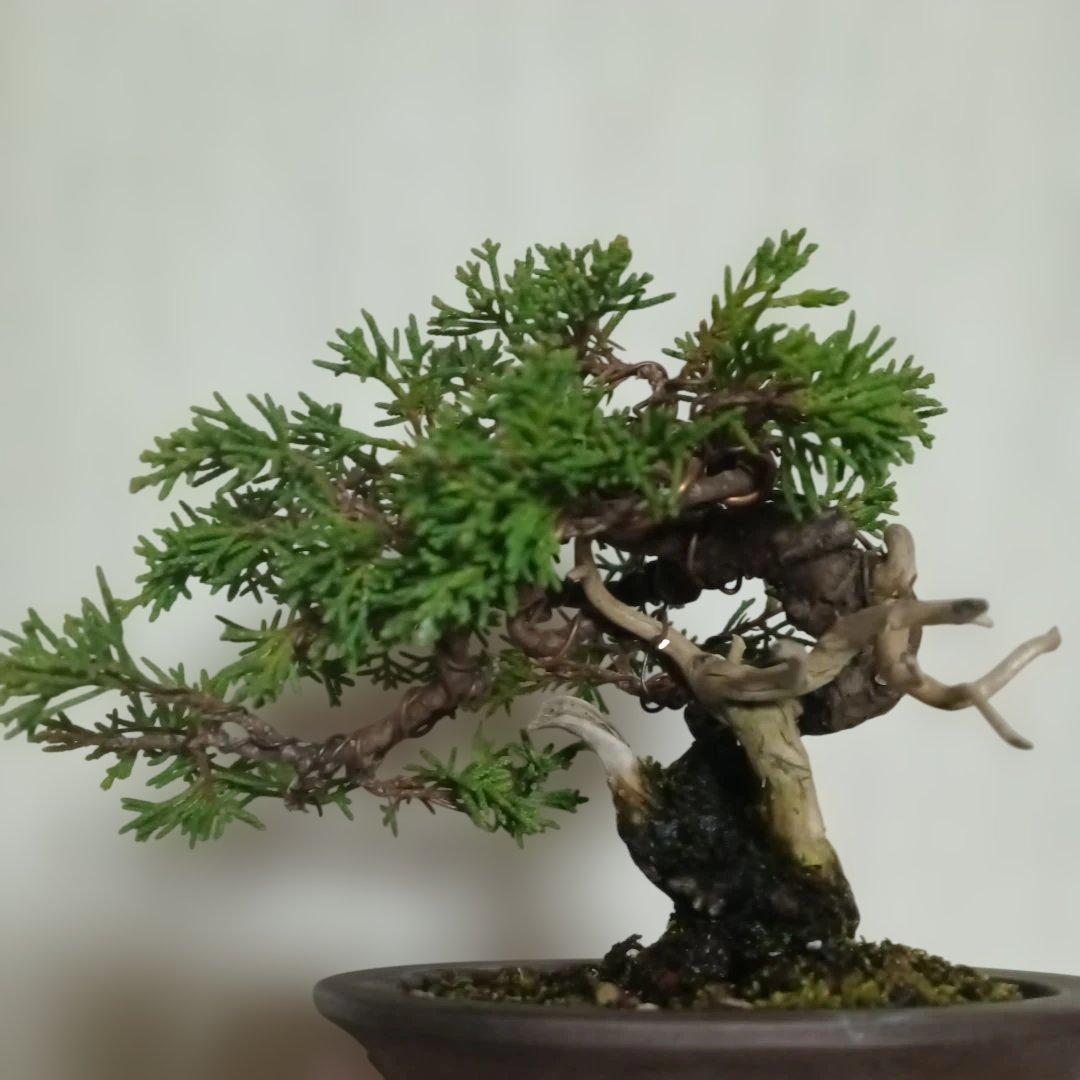 盆栽　小品盆栽　ミニ盆栽　真柏