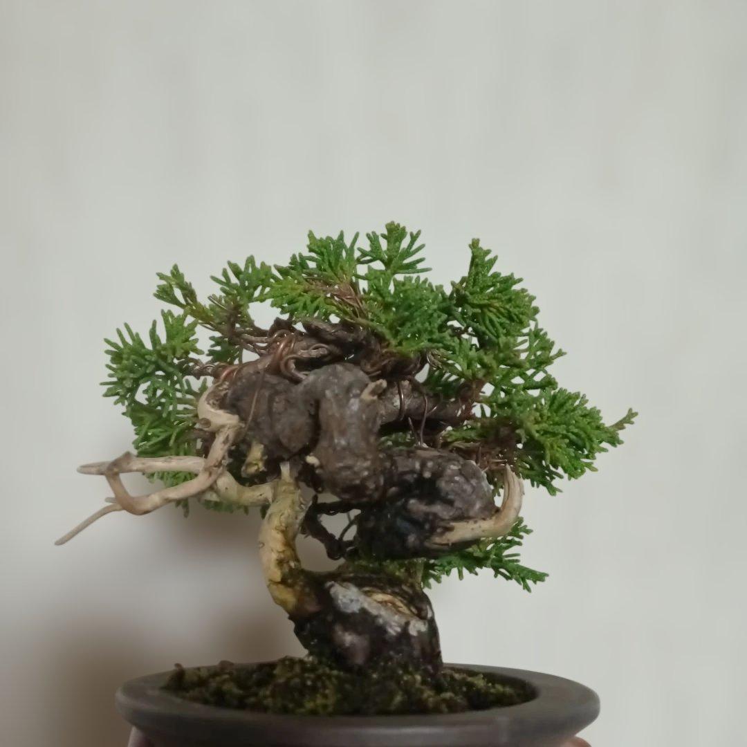 盆栽　小品盆栽　ミニ盆栽　真柏