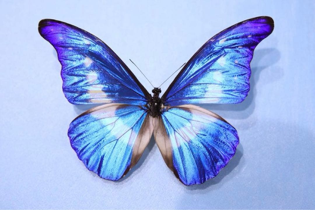 ヘレナモルフォ！標本2