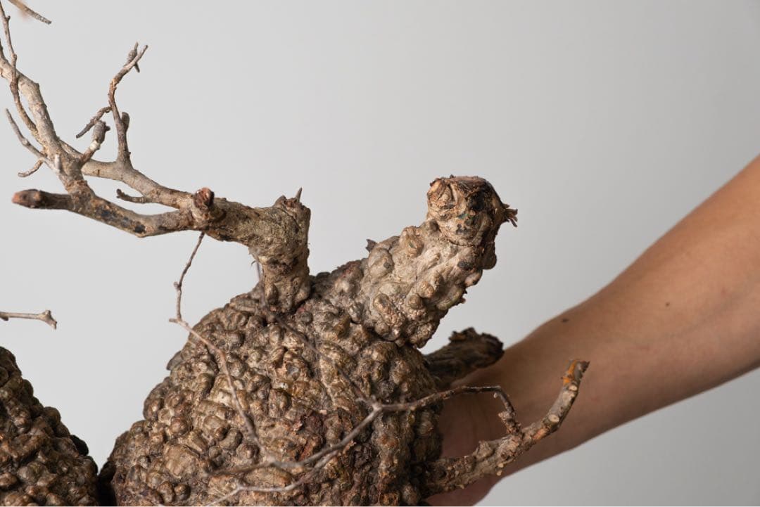 PK86オペルクリカリア パキプス コーデックス ベアルート株