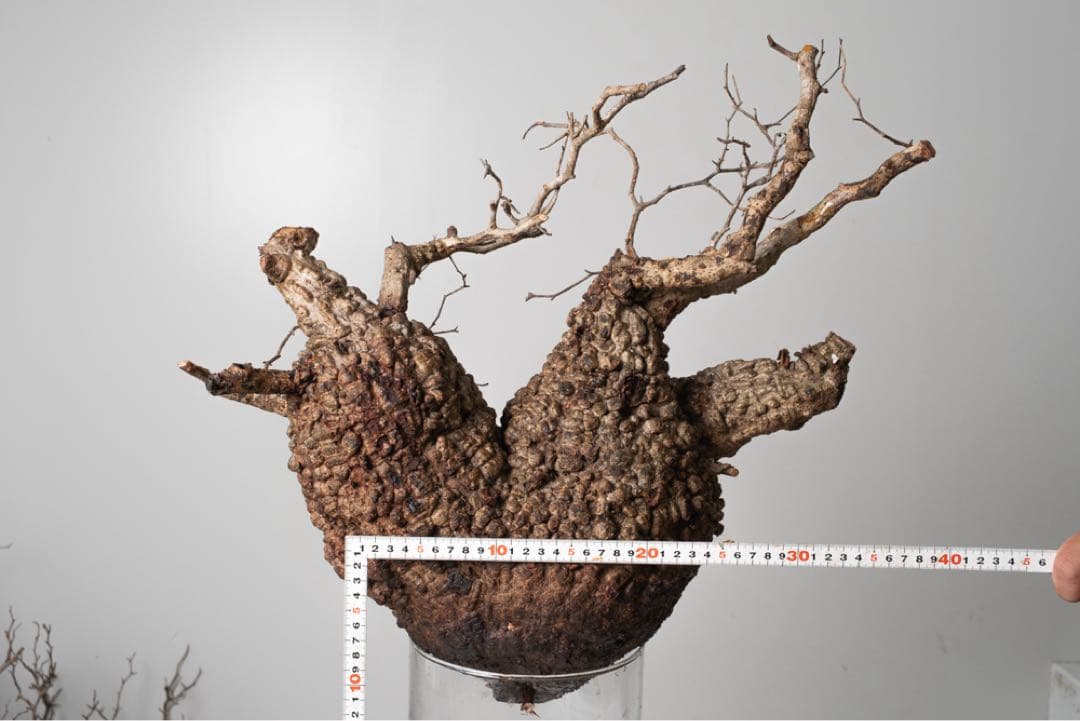 PK86オペルクリカリア パキプス コーデックス ベアルート株