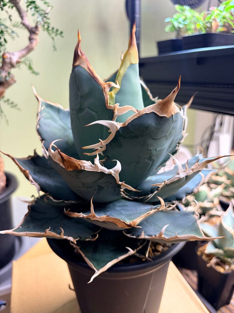 アガベ　オアハカオテロイ　大株