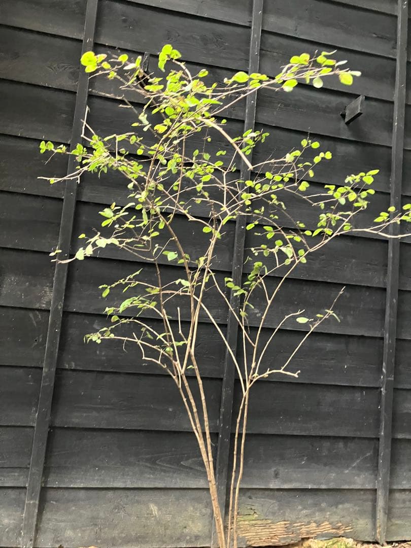 90 山採り　ウグイスカグラ