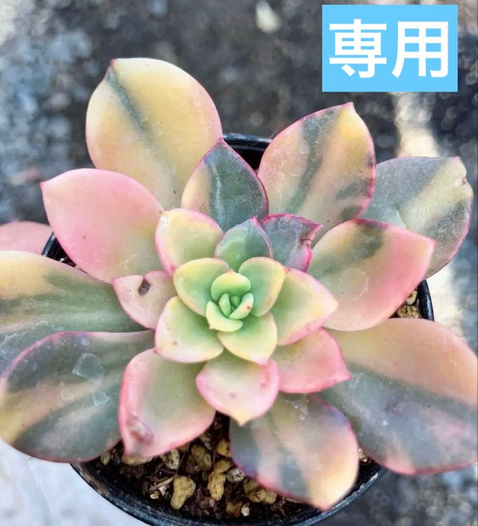 多肉植物　ノーブルレッド錦