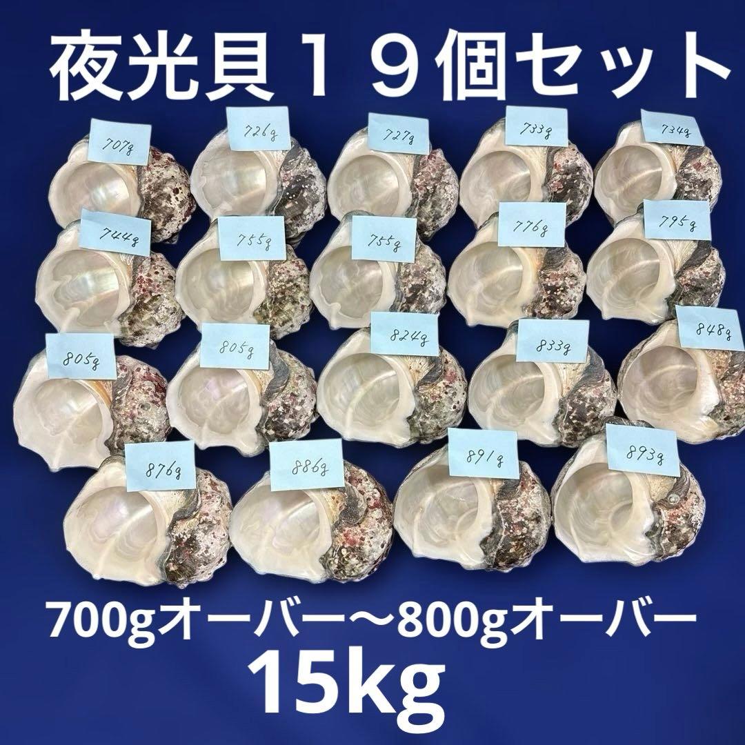 夜光貝　ヤコウ貝　まとめ売り　19個　15kg アクセサリー　ルアー