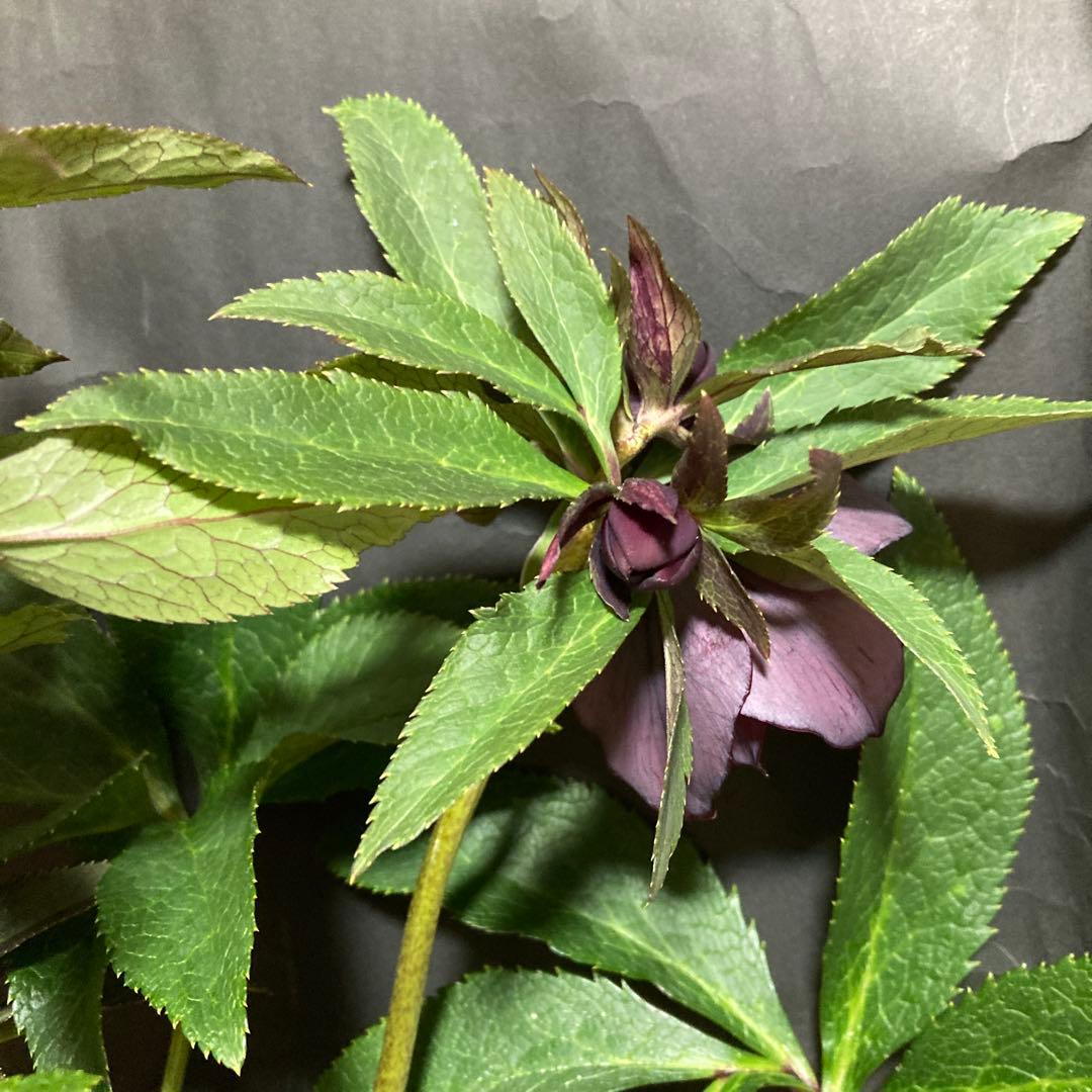 クリスマスローズ雅 八重咲き 紫