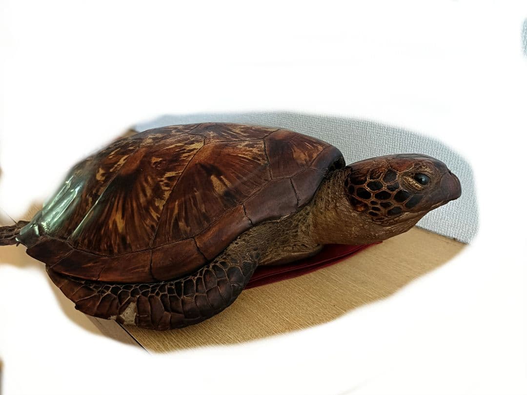 木製亀の置物 約65cm40cm 茶色金色