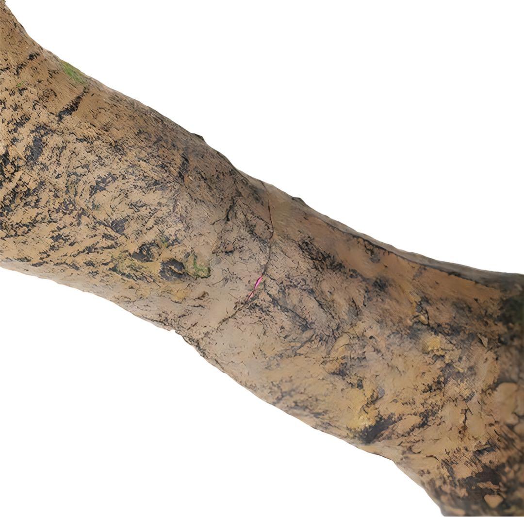 光触媒　人工観葉植物　ウォールグリーン　フェイクグリーン　ガジュマルコアッド